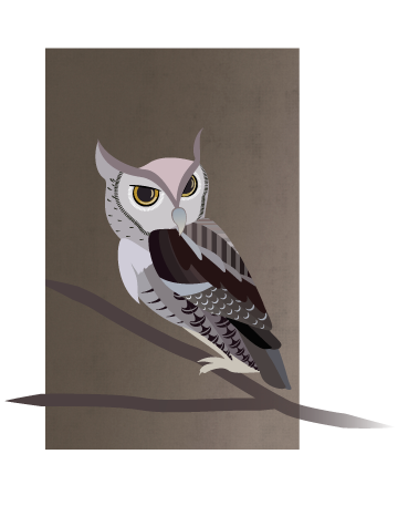 Screech Owl | Owl.ca