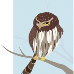 Northern Pygmi Owl