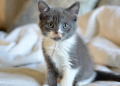 A adorable grey kitten with bright blue-green eyes and a pink nose sits upright on soft white bedding, looking curiously straight at the camera in a cozy, warmly lit bedroom setting with rumpled blankets