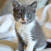 A adorable grey kitten with bright blue-green eyes and a pink nose sits upright on soft white bedding, looking curiously straight at the camera in a cozy, warmly lit bedroom setting with rumpled blankets