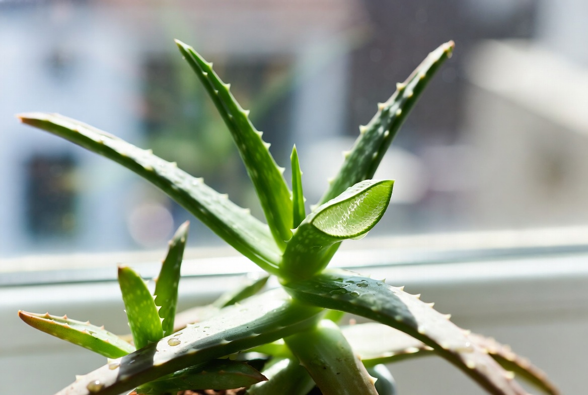 Aloe vera plant with thick spiky green leaves on a bright windowsill – popular medicinal indoor succulent
