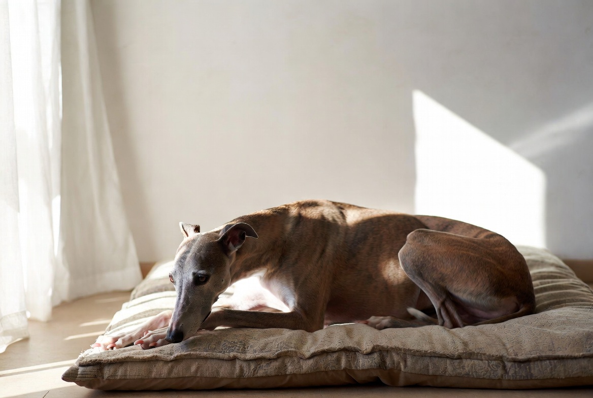 Calm retired Greyhound resting on a floor cushion, perfect low maintenance large dog breed for relaxed lifestyles