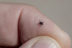 Checking for ticks daily