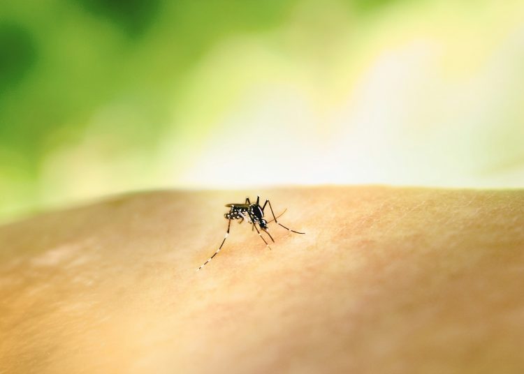 Close-up of mosquito biting human skin, natural remedy ideas for relieving itchy mosquito bites during summer