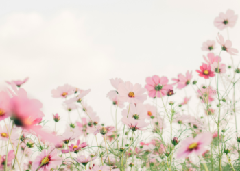 Dreamy field of pink cosmos flowers in soft focus with ethereal bokeh background, delicate pink wildflowers blooming in a sunlit meadow