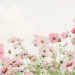Dreamy field of pink cosmos flowers in soft focus with ethereal bokeh background, delicate pink wildflowers blooming in a sunlit meadow