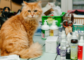 Fluffy orange cat sitting on a table surrounded by affordable cat grooming supplies and cleaning products in a Canadian home