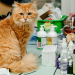 Fluffy orange cat sitting on a table surrounded by affordable cat grooming supplies and cleaning products in a Canadian home
