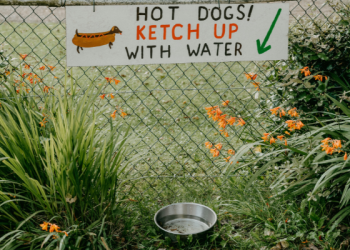 Funny Hot Dogs Ketch Up With Water sign with Dachshund illustration above a metal dog water bowl in a garden, perfect low maintenance dog breeds humor