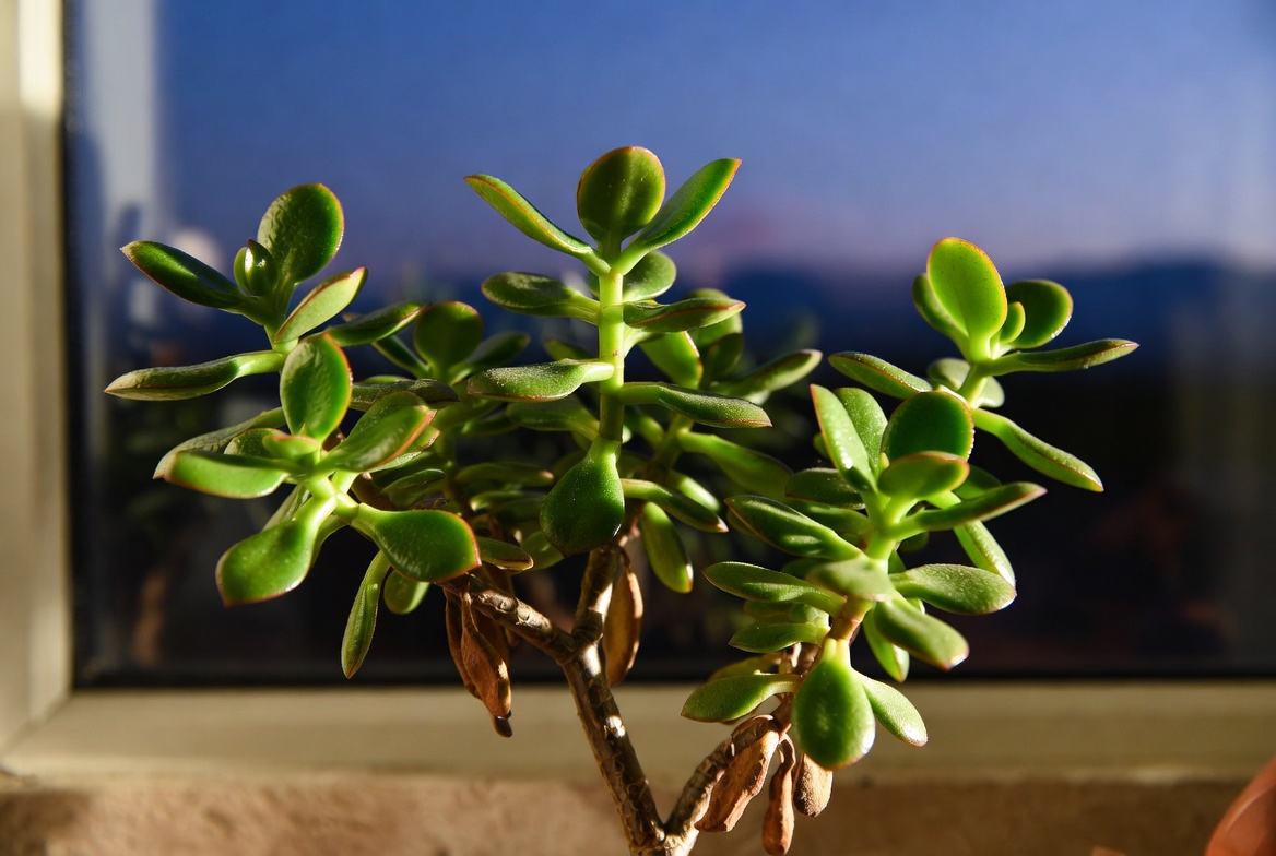 Jade plant (Crassula ovata) with thick green leaves and red edges on a sunny windowsill – perfect low maintenance indoor houseplant