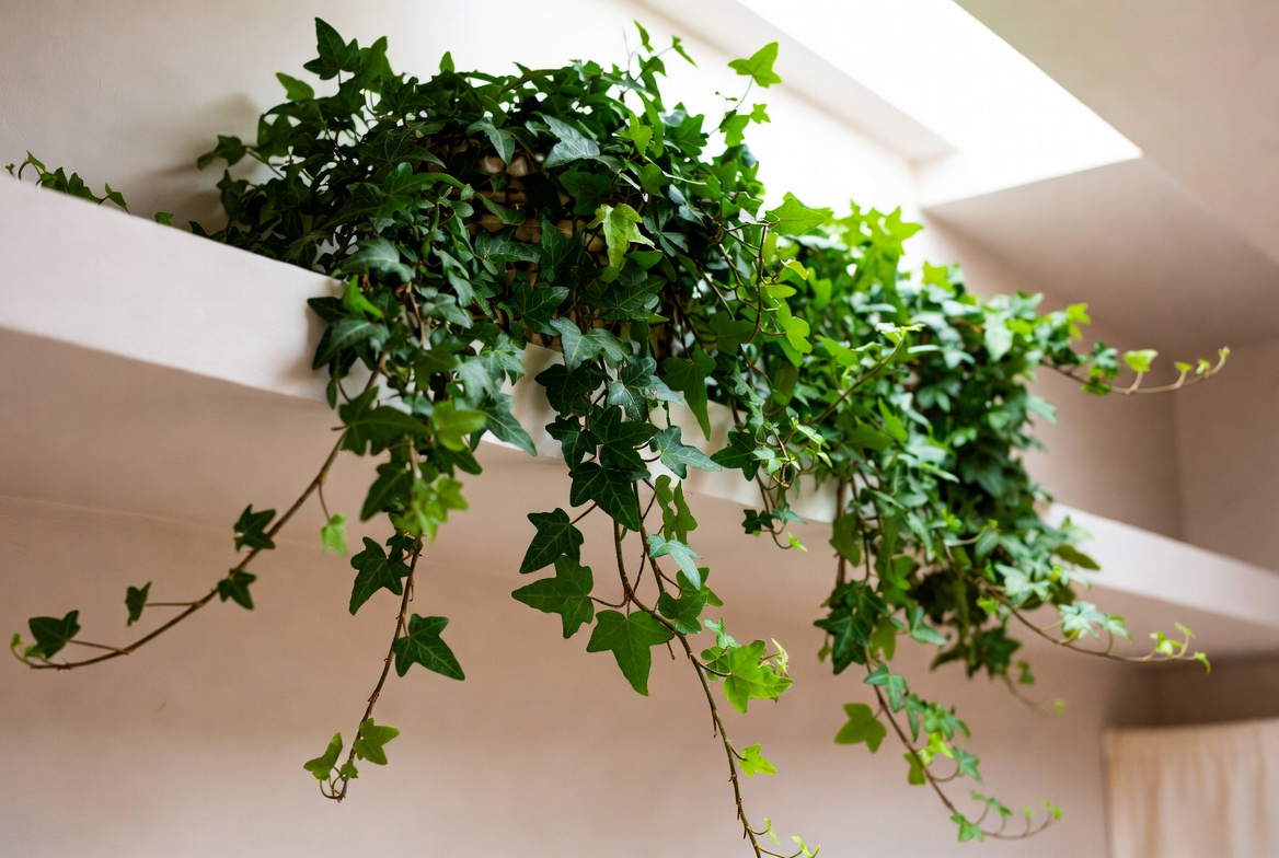 Lush English ivy trailing from a high shelf – classic low maintenance hanging houseplant