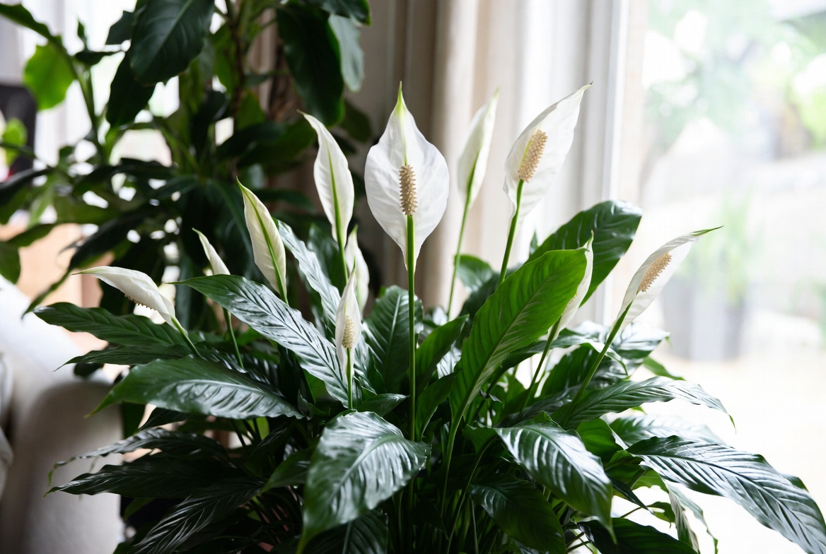 Peace lily with elegant white spathes and glossy green leaves – top air purifying indoor houseplant for 2026