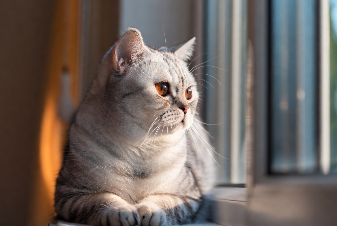 Realistic aesthetic portrait of a silver tabby American Shorthair cat relaxing in warm sunlight on a windowsill.