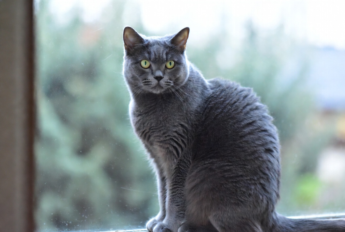 Russian Blue cat with striking green eyes and silvery coat in soft natural light