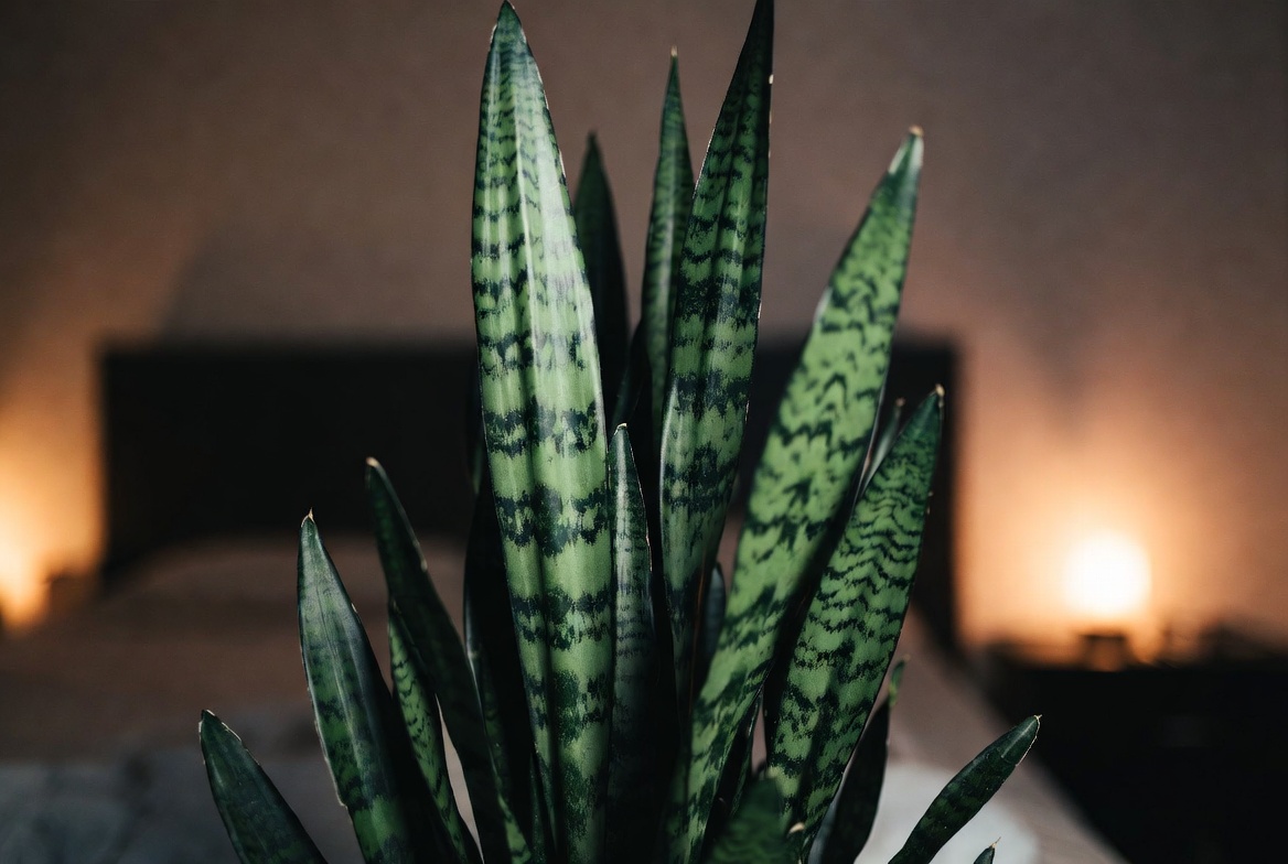 Tall snake plant with striking green striped leaves – ultimate low maintenance air purifying houseplant
