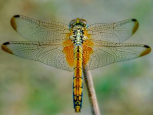 Use natural bug attractors wisely