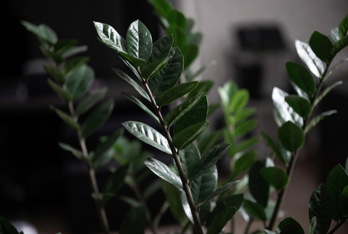 ZZ plant with glossy dark green leaves – ultra low maintenance and drought-tolerant indoor houseplant