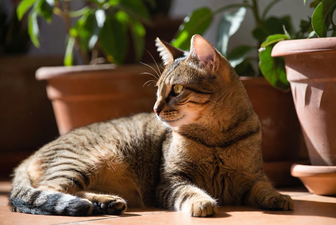 brown tabby Domestic Shorthair cat relaxing on a sunny patio.